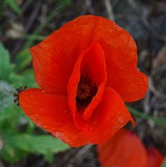 Papaver rhoeas