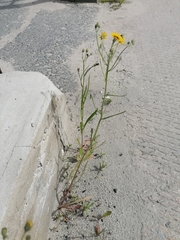 Crepis nigrescens