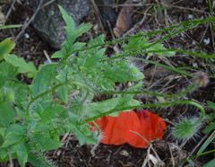 Papaver rhoeas