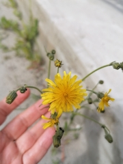 Crepis nigrescens