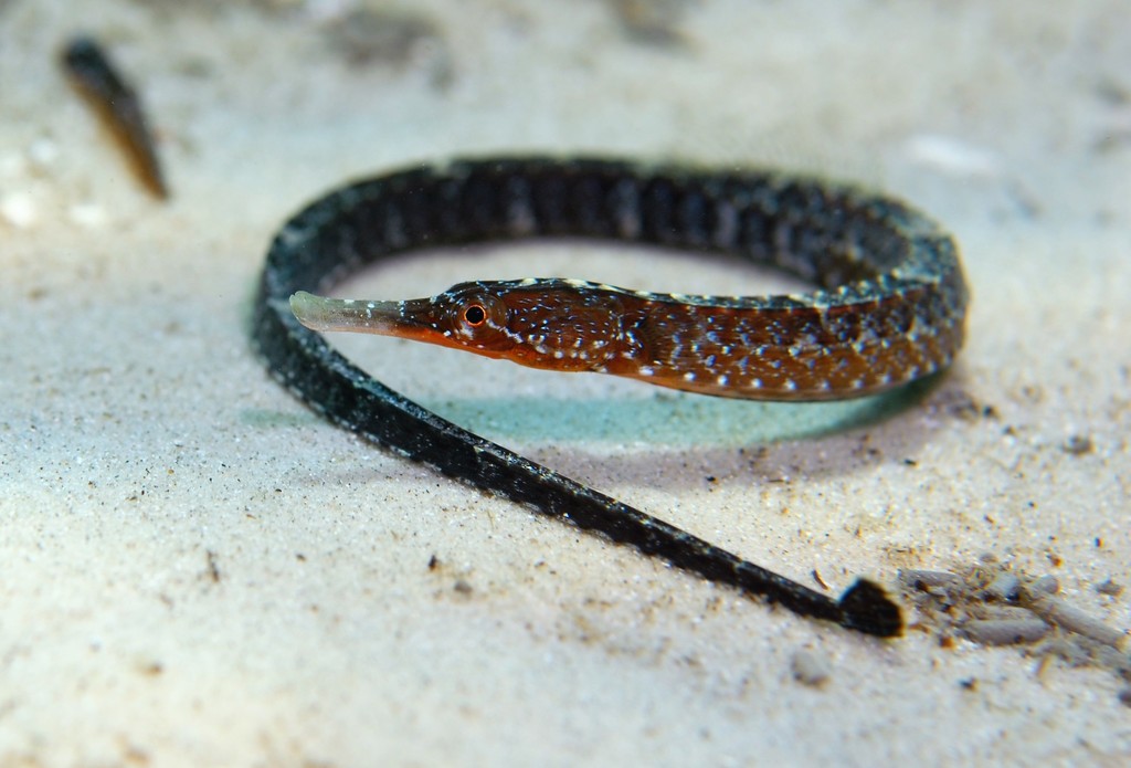 Medium-snouted pipefish (Vanacampus phillipi) — Syngnathidae