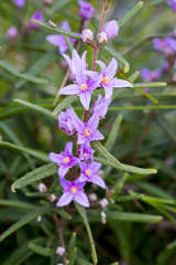 Boronia hapalophylla
