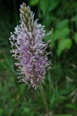 Plantago media