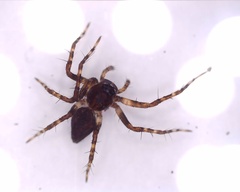 Oxyopes ramosus