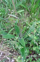 Plantago media