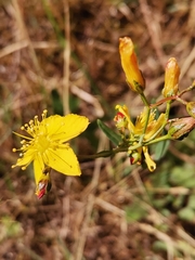Hypericum linariifolium
