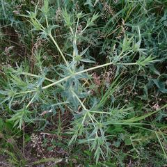 Eryngium campestre