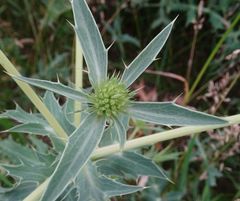 Eryngium campestre