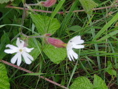 Silene latifolia