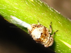 Dentatissus damnosus