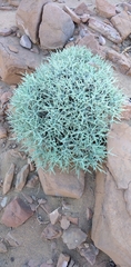Centaurea spinosa
