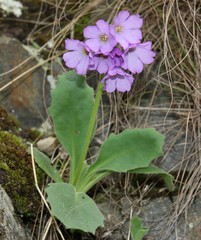 Primula latifolia