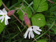 Silene latifolia