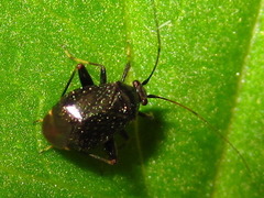Ectmetopterus micantulus
