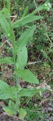 Erigeron annuus