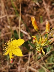 Hypericum linariifolium