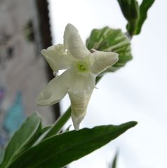 Silene latifolia