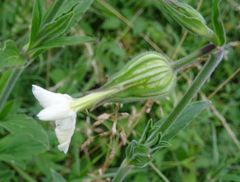 Silene latifolia