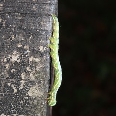 Pericyma cruegeri
