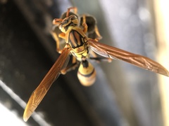 Polistes rothneyi