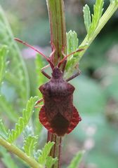 Coreus marginatus