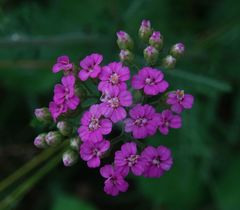 Achillea millefolium