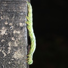 Pericyma cruegeri