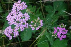 Achillea millefolium