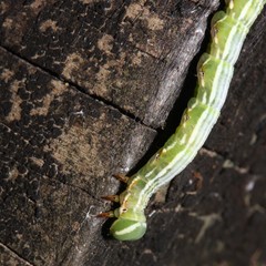 Pericyma cruegeri