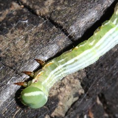 Pericyma cruegeri