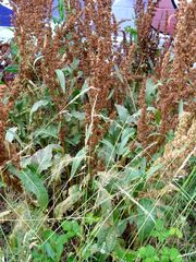 Rumex crispus