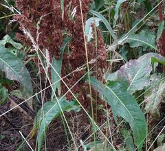 Rumex crispus