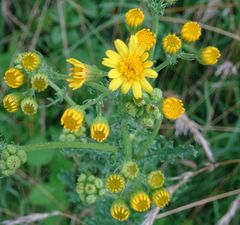 Jacobaea vulgaris