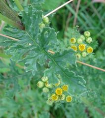 Jacobaea vulgaris