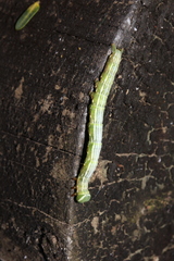 Pericyma cruegeri