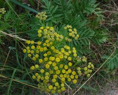 Tanacetum vulgare