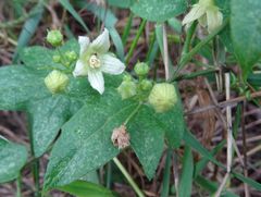 Bryonia cretica
