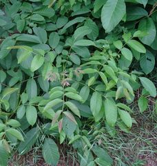 Juglans regia
