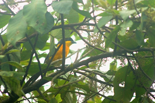 Yellow-breasted Boubou