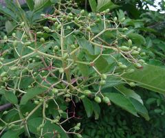 Sambucus nigra