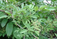 Sambucus nigra