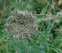 Daucus carota