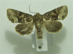 Oligia strigilis