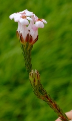 Erica ampullacea