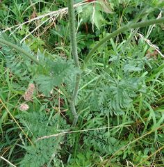 Daucus carota