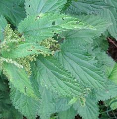 Urtica dioica