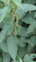 Urtica dioica