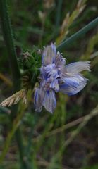 Cichorium intybus