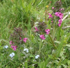 Pedicularis gyroflexa