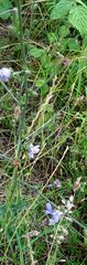 Cichorium intybus